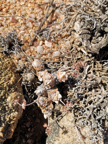 Crassula deceptor (Crassula deceptor)