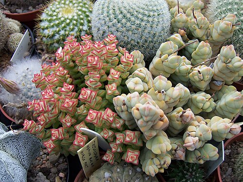 Crassula deceptor: Gill Mills' Greenhouse - Crassula Tom Thumb and Crassula Arta
