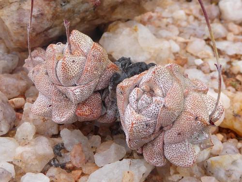 Crassula deceptor (Crassula deceptor)