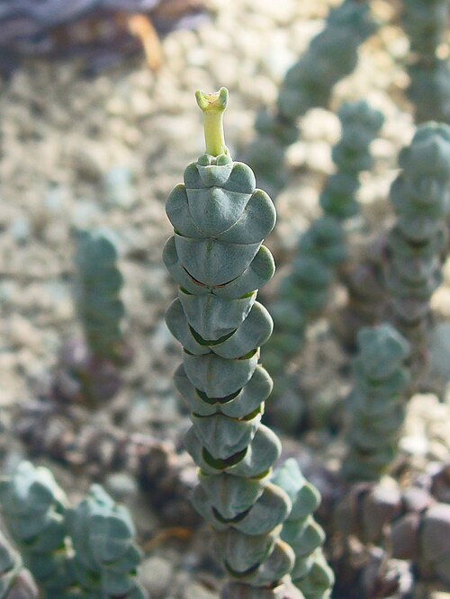 Crassula deceptor: Crassula arta , Crassulaceae, habitus; Botanic Garden Universiy Tübingen, Germany.