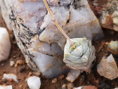 Crassula deceptor (Crassula deceptor)
