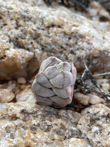 Crassula deceptor (Crassula deceptor)