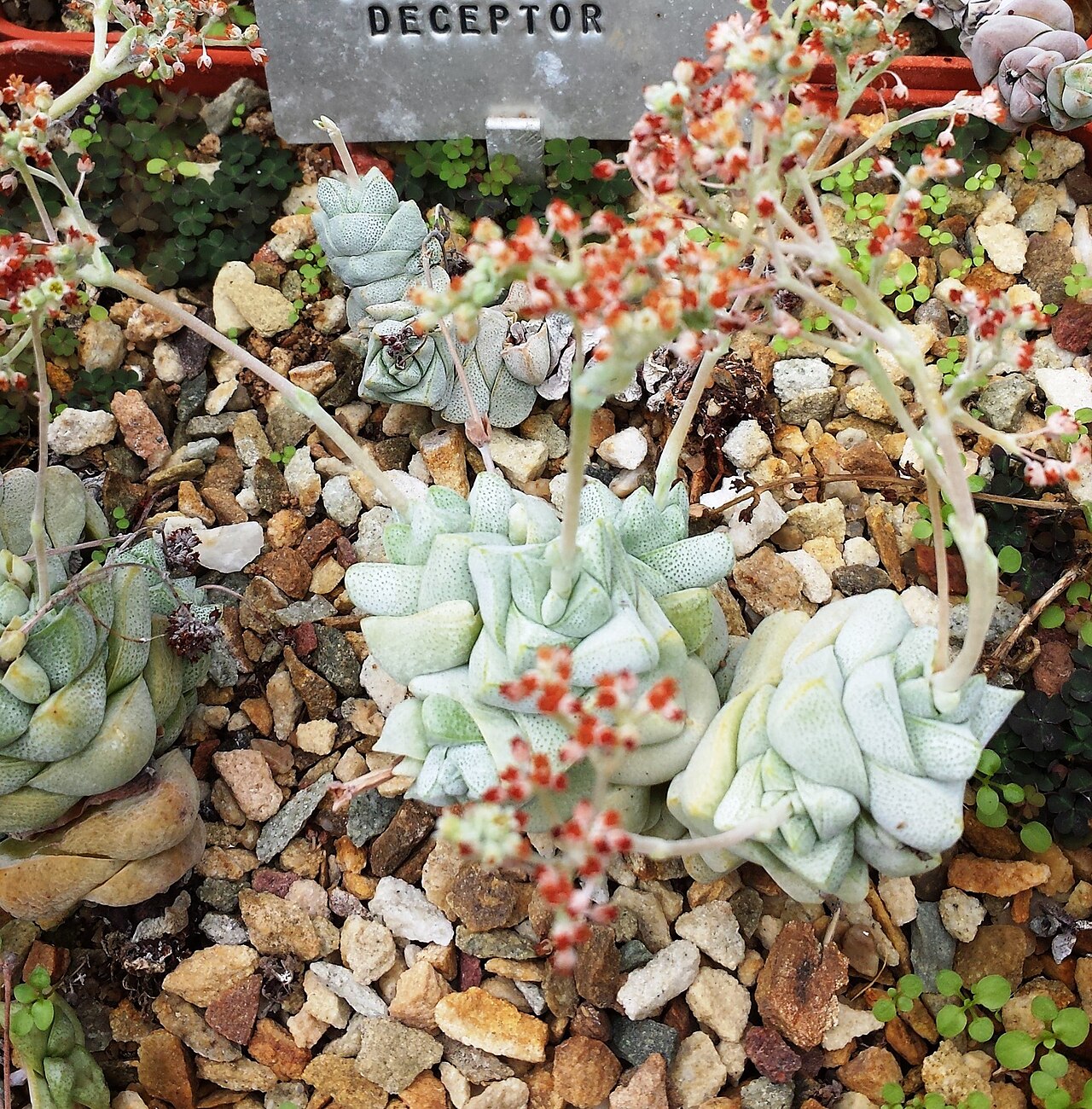 Crassula deceptor: Crassula deceptor - Stellenbosch University nursery