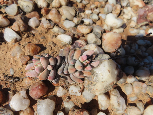 Crassula deceptor (Crassula deceptor)