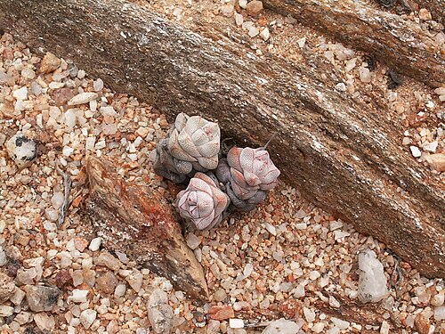 Crassula deceptor: Crassulaceae Crassula deceptor Schönland & Baker f., Richtersveld National Park, Richtersveld Local Municipality, Namakwa District Municipality, Northern Cape,