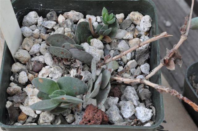 Crassula decidua: Crassula decidua plant