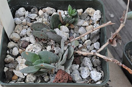 Crassula decidua: Crassula decidua plant