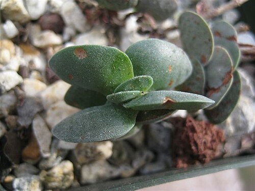 Crassula decidua: Crassula decidua plant