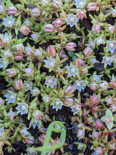 Crassula decumbens (Crassula decumbens)
