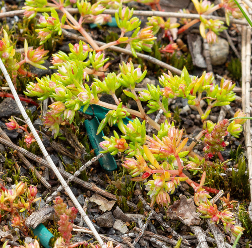 Crassula decumbens (Crassula decumbens)