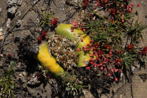 Crassula decumbens (Crassula decumbens)