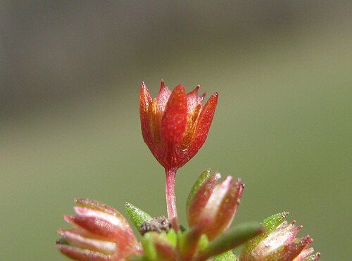 Crassula decumbens: Native, annual, erect or decumbent herb. Stems are 3–10 cm long and much-branched. Leaves are ± narrow-lanceolate, mostly 3–8 mm long, 1–2 mm wide, often red-br