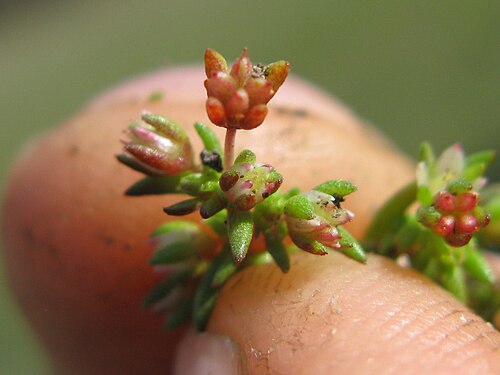 Crassula decumbens: Native, annual, erect or decumbent herb. Stems are 3–10 cm long and much-branched. Leaves are ± narrow-lanceolate, mostly 3–8 mm long, 1–2 mm wide, often red-br