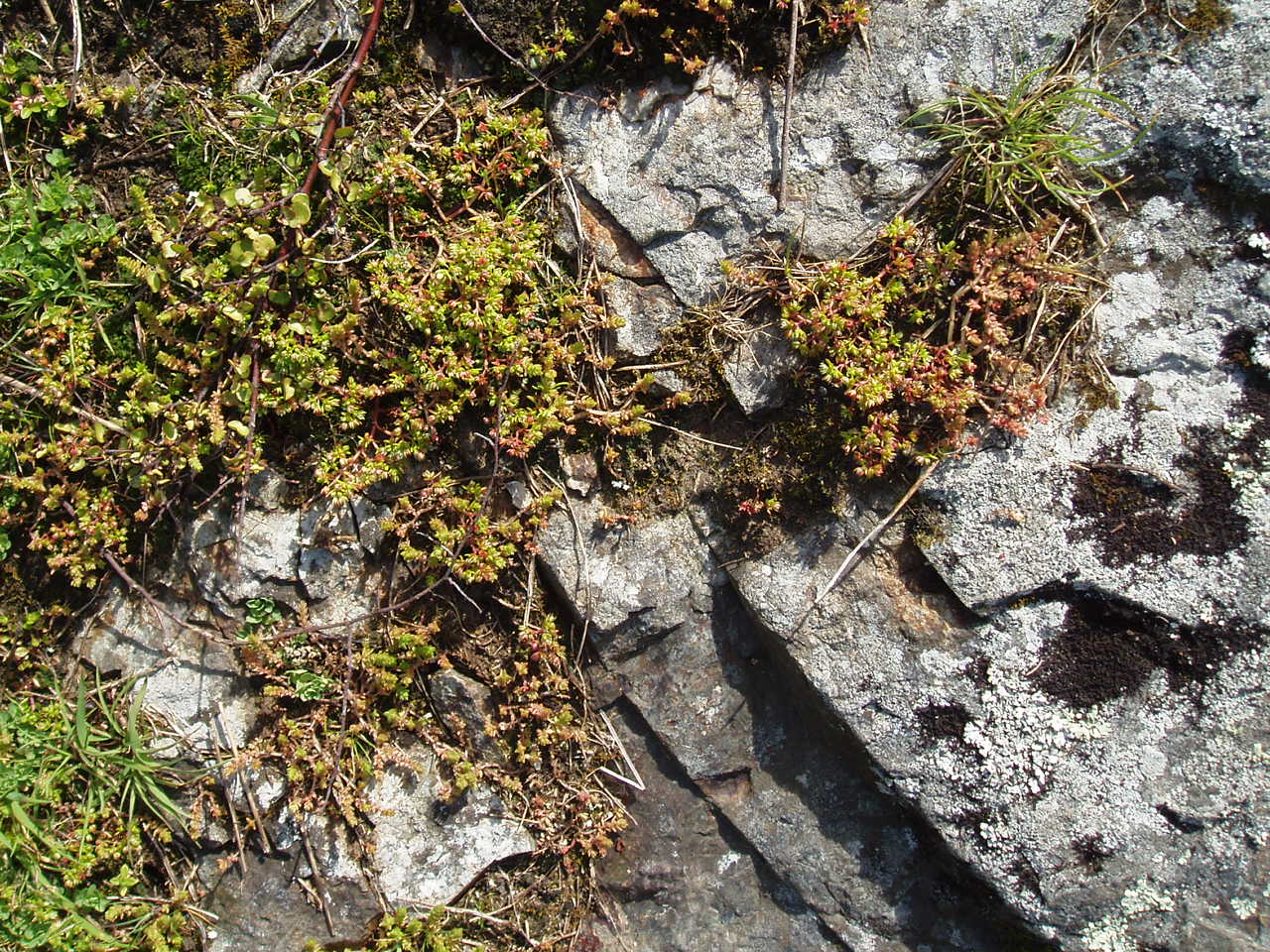 Crassula decumbens (Crassula decumbens)