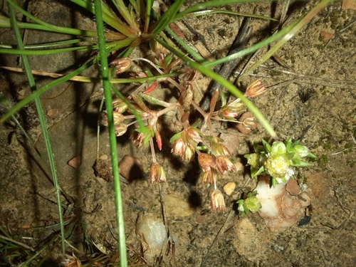 Crassula decumbens (Crassula decumbens)