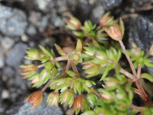 Crassula decumbens (Crassula decumbens)