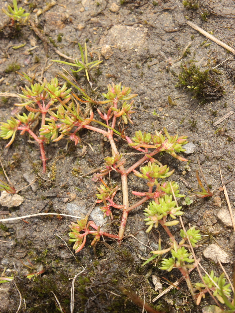 Crassula decumbens (Crassula decumbens)