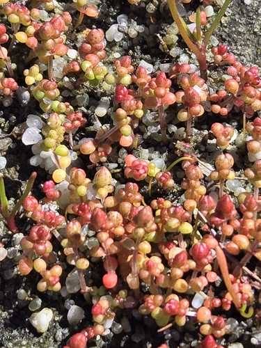 Crassula decumbens (Crassula decumbens)