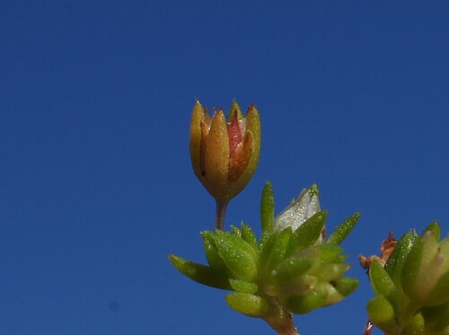Crassula decumbens: Native, annual, erect or decumbent herb. Stems are 3–10 cm long and much-branched. Leaves are ± narrow-lanceolate, mostly 3–8 mm long, 1–2 mm wide, often red-br