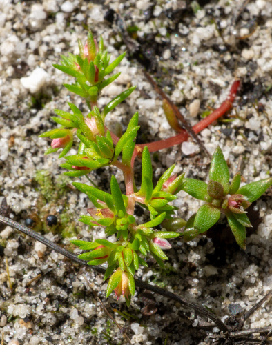 Crassula decumbens (Crassula decumbens)
