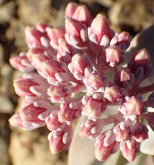 Crassula deltoidea: Crassula deltoidea flowers