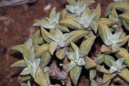 Crassula deltoidea: Crassula deltoidea leaves