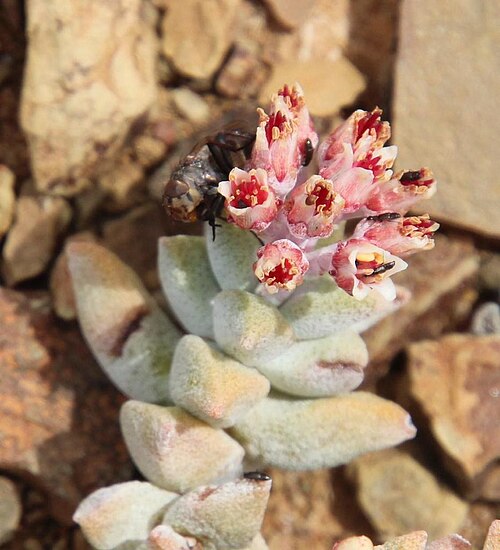 Crassula deltoidea: Crassula deltoidea flowers and leaves