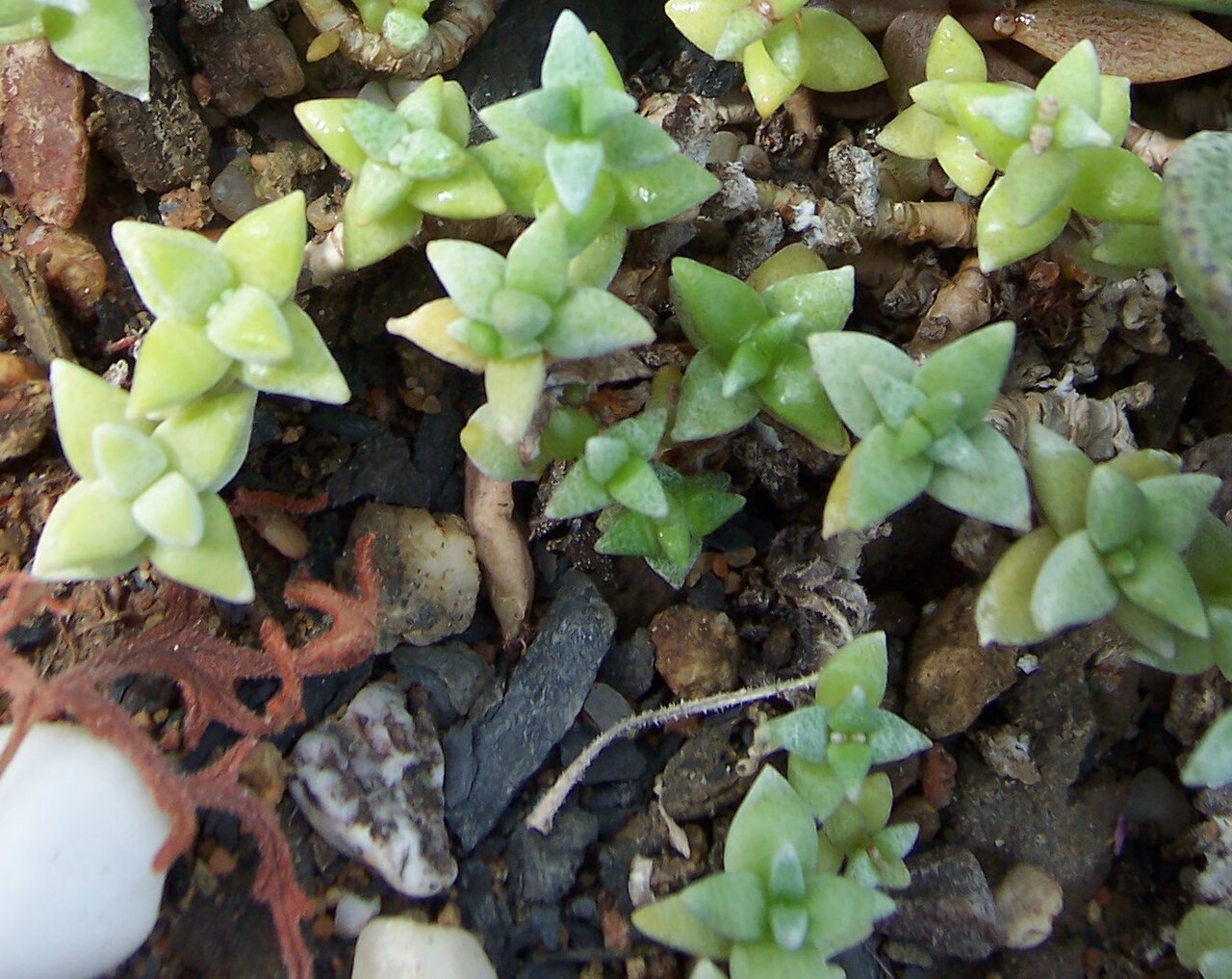 Crassula deltoidea: Crassula deltoidea , habitus