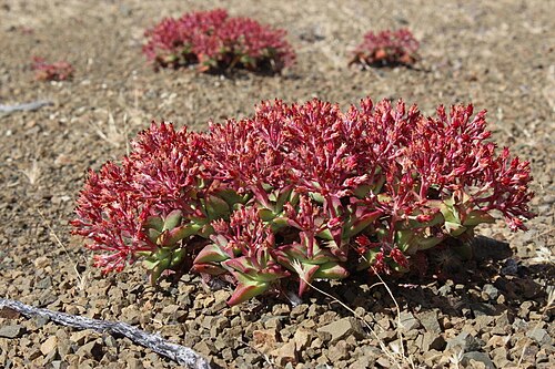 Crassula deltoidea: Crassula deltoidea at blooming end