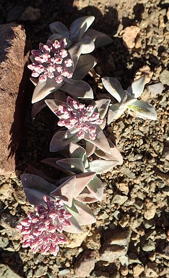 Crassula deltoidea: Crassula deltoidea near Prince Albert
