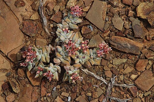 Crassula deltoidea: Crassula deltoidea plants