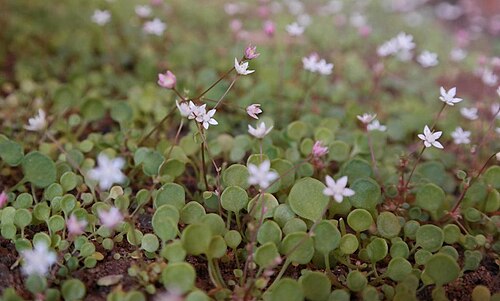 Crassula dentata: Crassula dentata plants
