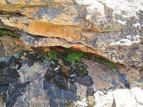 Crassula dentata: Crassula dentanta on rocks