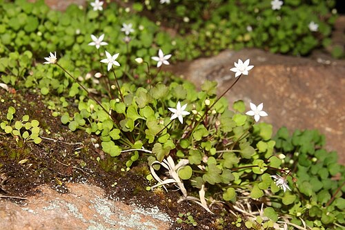 Crassula dentata: Crassula dentata plants in Bokkeriviere Nature Reserve