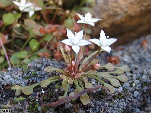 Crassula dentata: Crassula dentata small plant