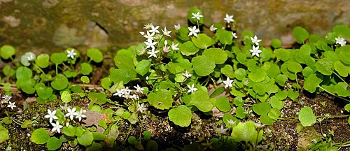 Crassula dentata: Crassula dentata plants