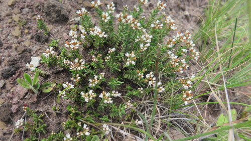 Crassula dependens (Crassula dependens)
