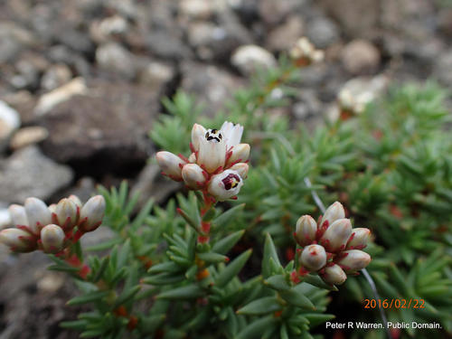 Crassula dependens (Crassula dependens)