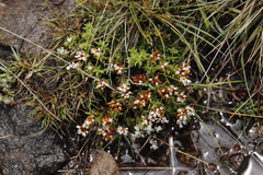 Crassula dependens (Crassula dependens)
