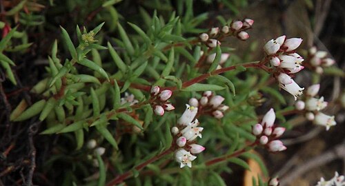 Crassula dependens: Crassula dependens flowers