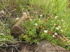 Crassula dependens (Crassula dependens)