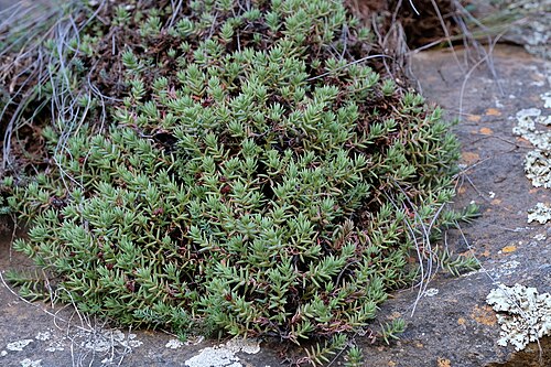 Crassula dependens: Crassula dependens plants