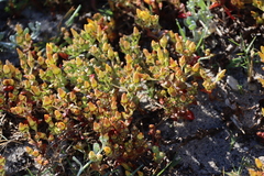 Crassula dichotoma (Crassula dichotoma)