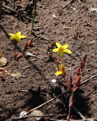Crassula dichotoma (Crassula dichotoma)