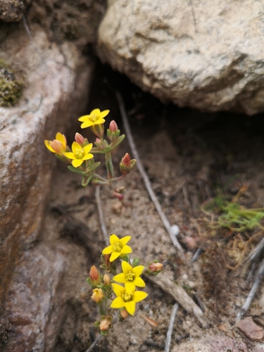 Crassula dichotoma (Crassula dichotoma)