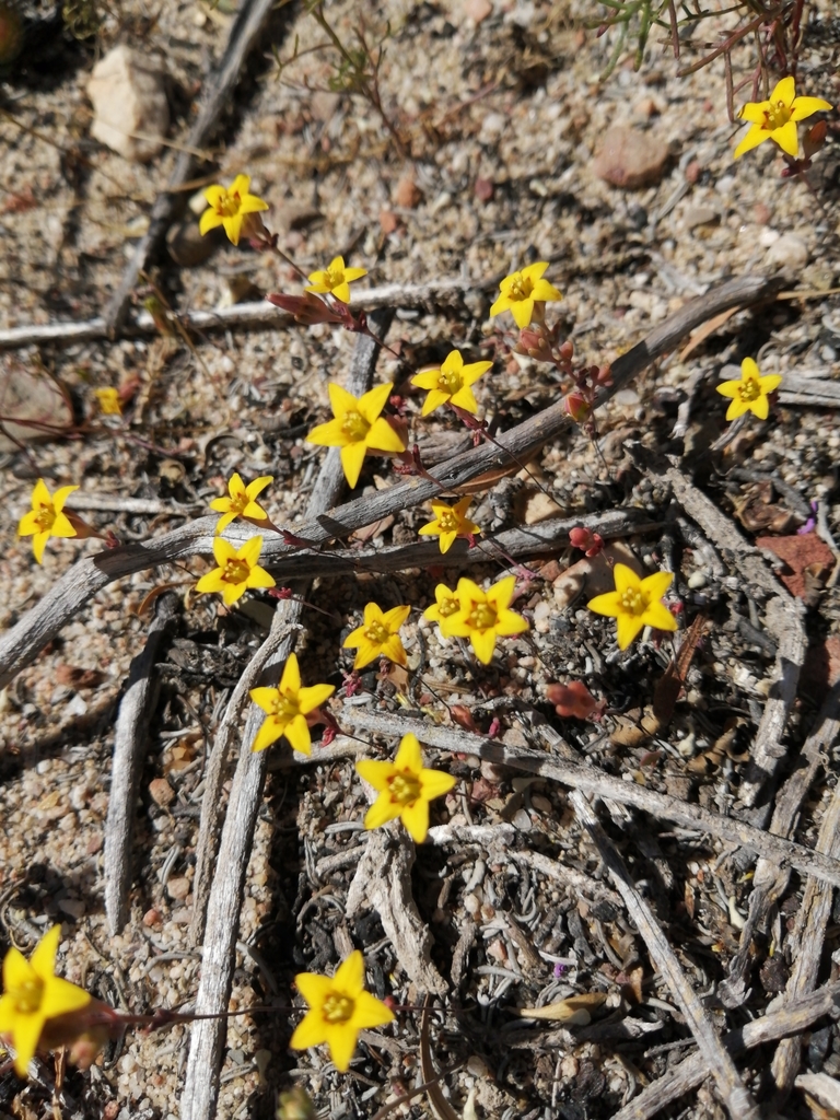 Crassula dichotoma (Crassula dichotoma)