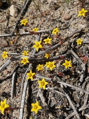 Crassula dichotoma (Crassula dichotoma)
