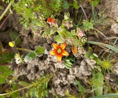 Crassula dichotoma (Crassula dichotoma)