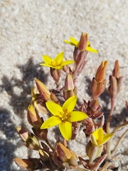 Crassula dichotoma (Crassula dichotoma)