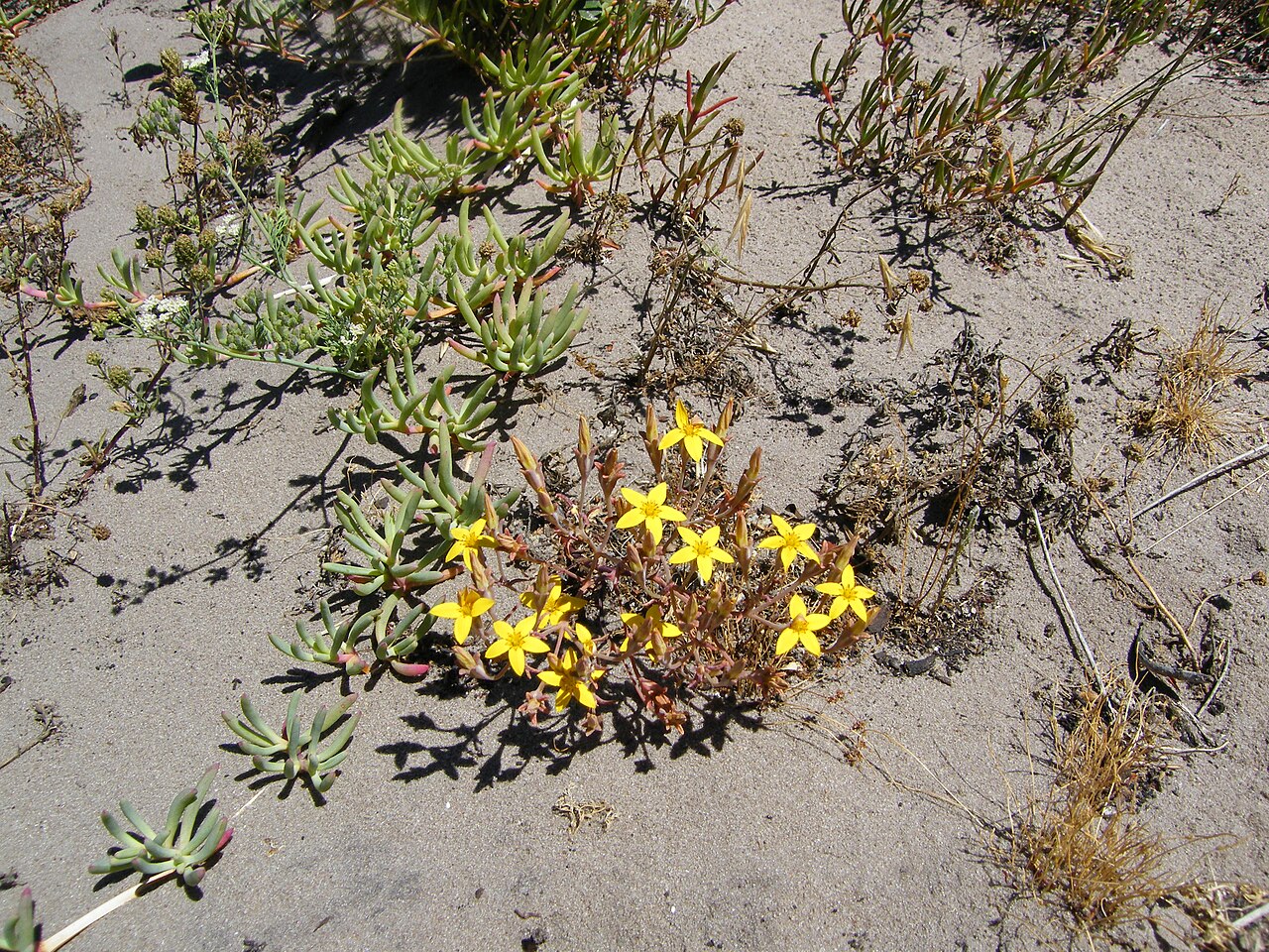 Crassula dichotoma: Geel crassula